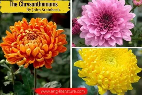 The Chrysanthemums The Chrysanthemums