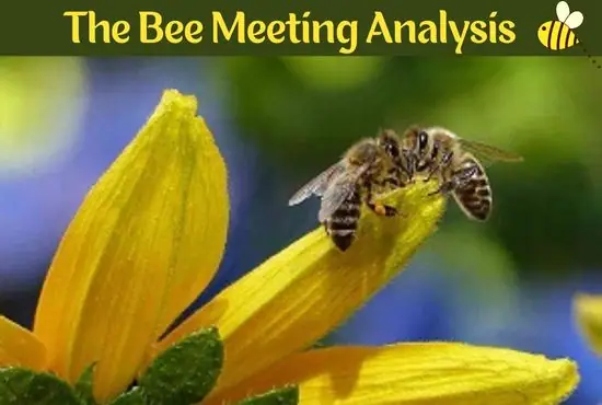 The Bee Meeting by Sylvia Plath | Poem Analysis The Bee Meeting by Sylvia Plath | Poem Analysis